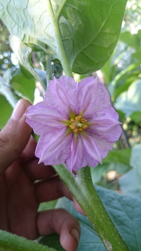 Gradina de flori Giorge Roman