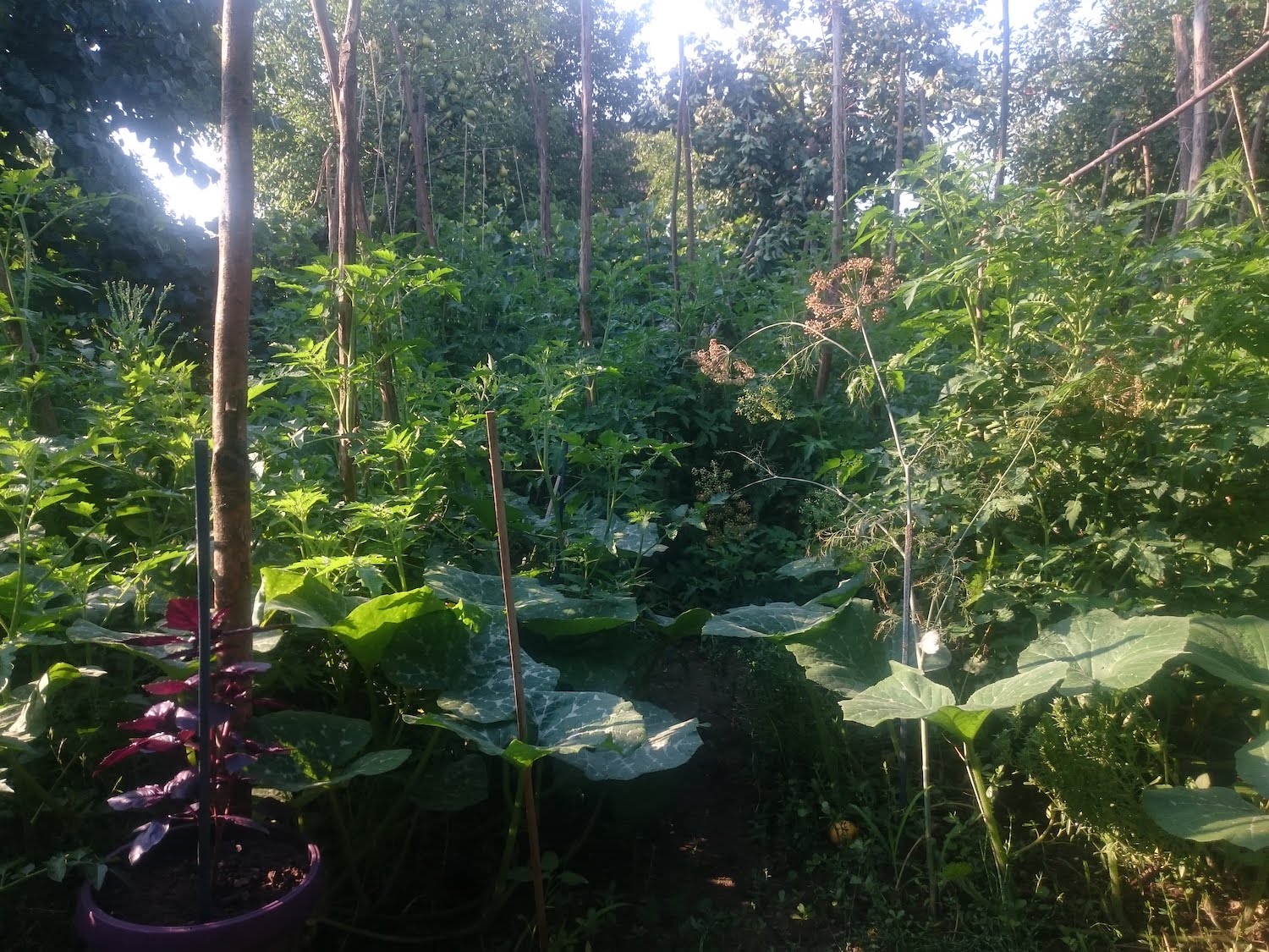 permacultura gradina de legume