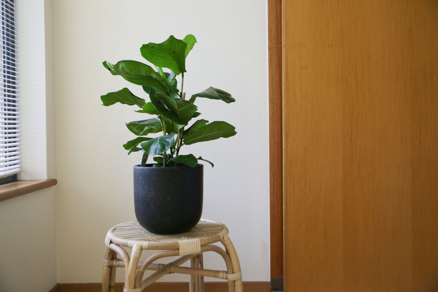 ficus lyrata falsul smochin