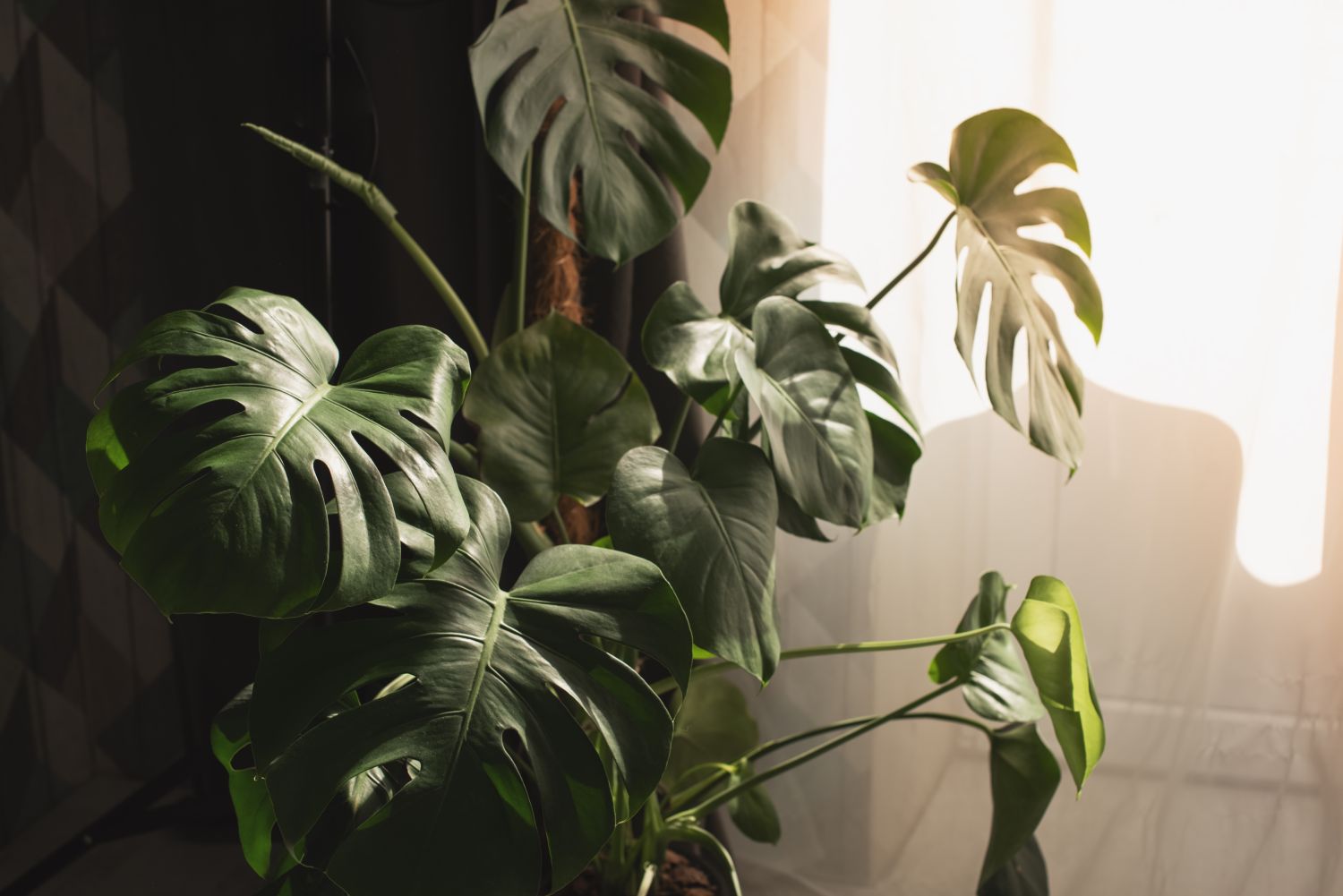 monstera deliciosa philodendron cu frunza rupta
