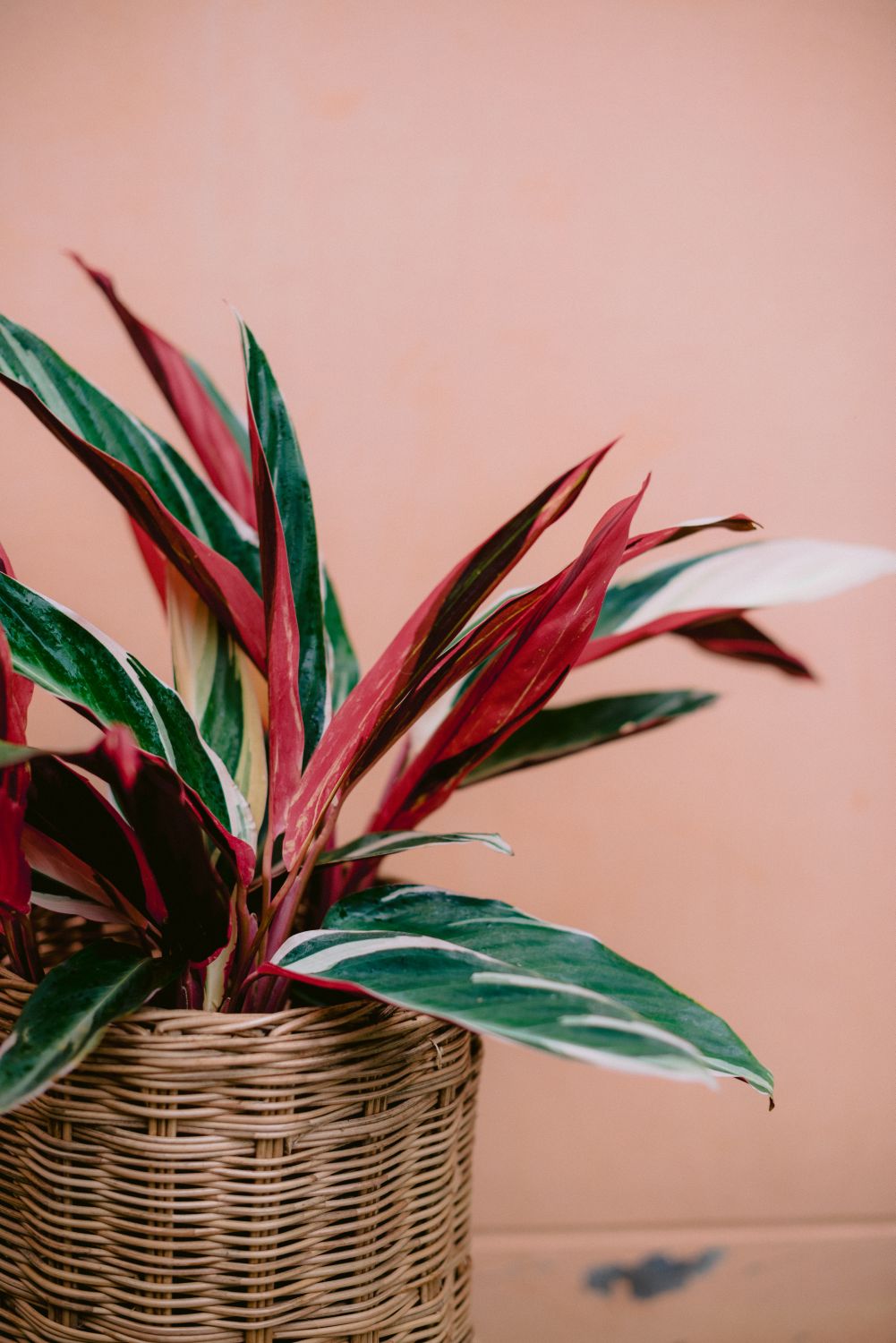 plante cu frunze lungi calathea triostar