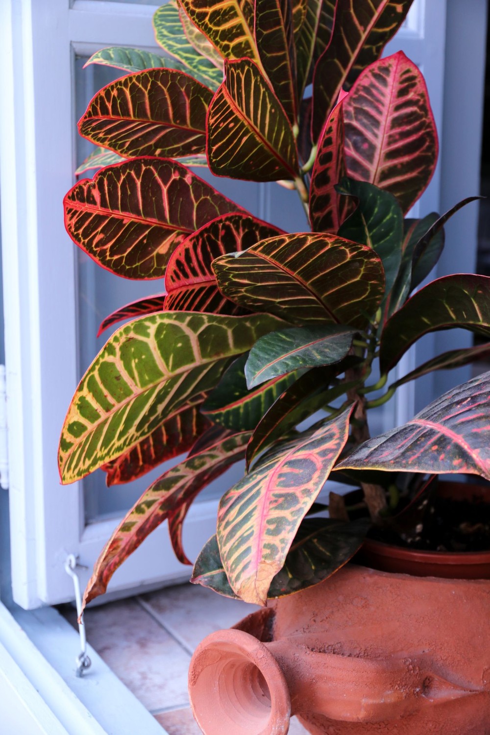 plante de apartament cu frunze mari codiaeum