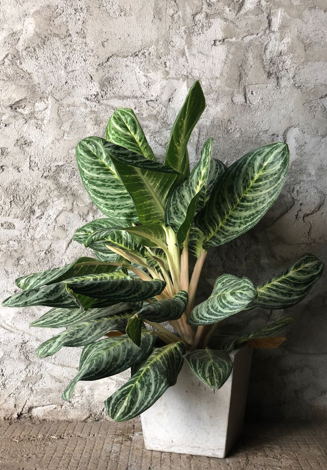 plante mari de apartament dieffenbachia