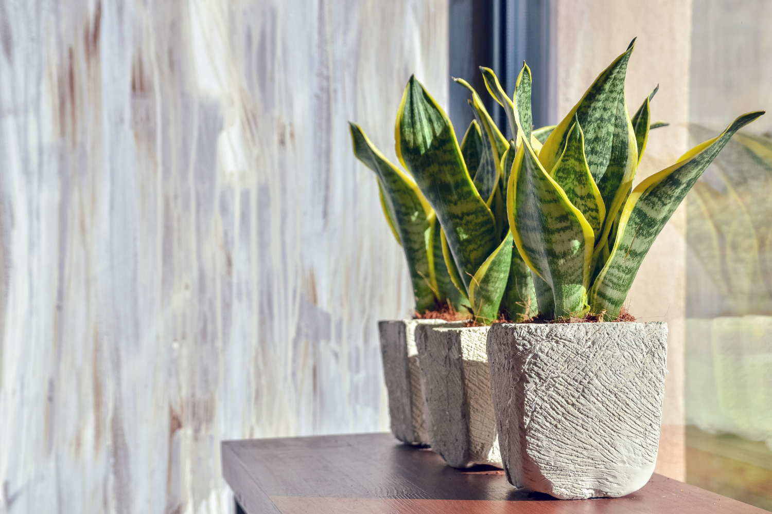 Plante de apartament rezistente planta sansevieria