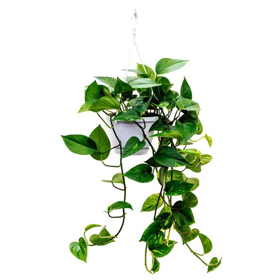 plante curgatoare de interior iedera dracului