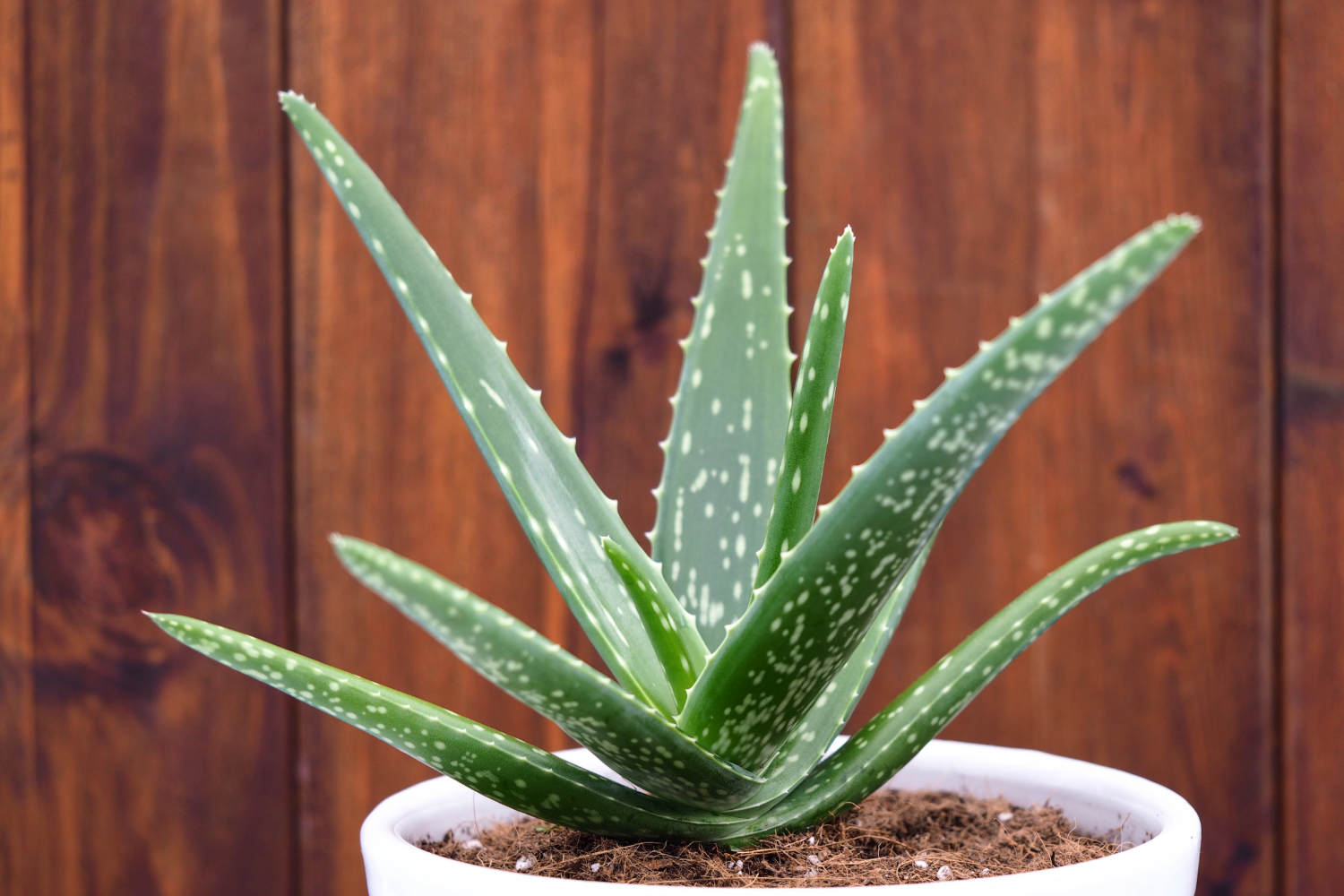 plante de interior aloe vera