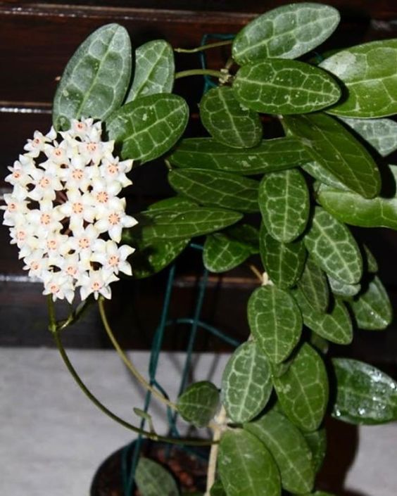 plante de interior cu flori hoya floarea de portelan