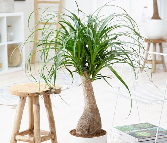 plante decorative de interior Beaucarnea