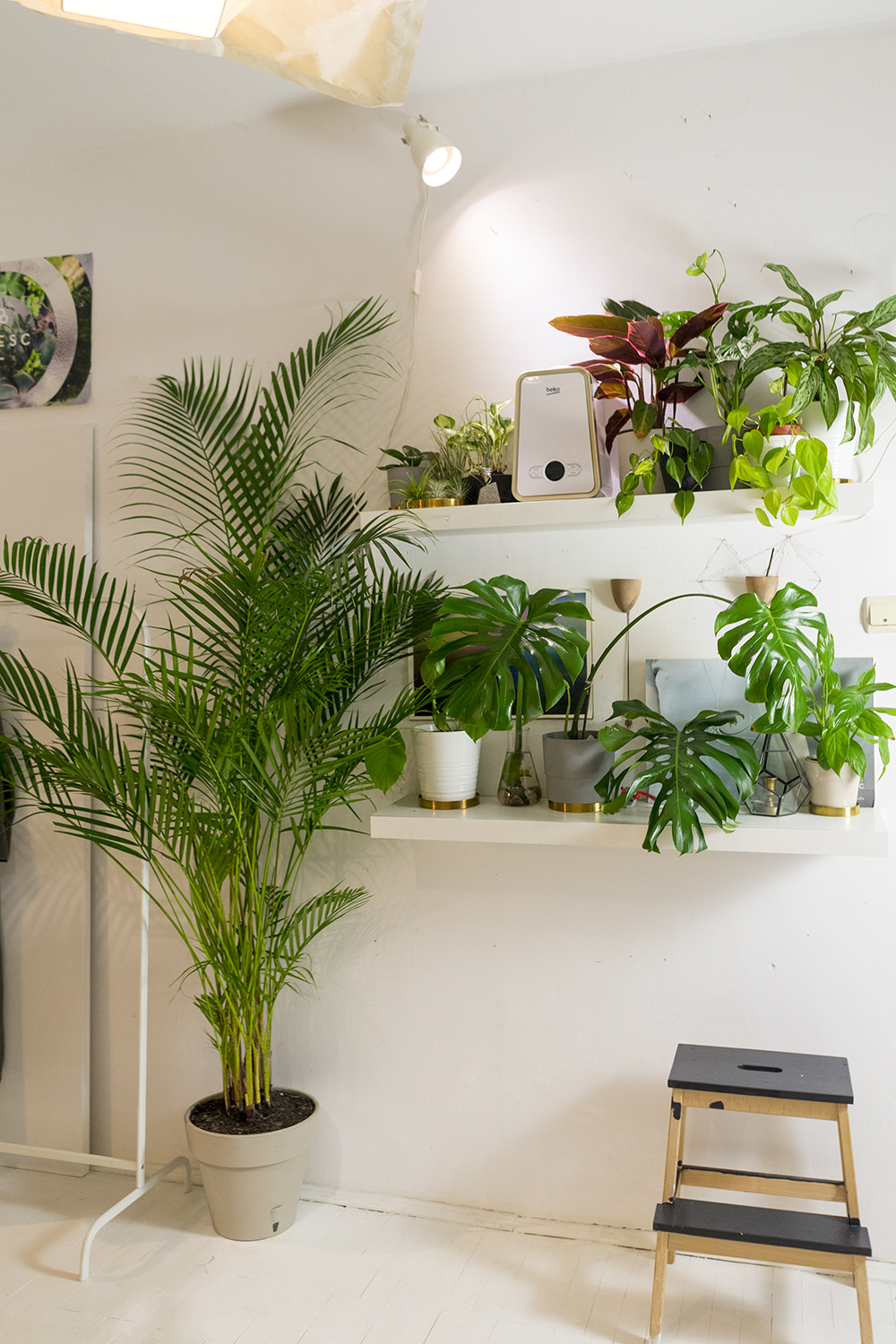plante apartament ANA CONSTANTINESCU UMIDIFICATOR PLANTE INTERIOR