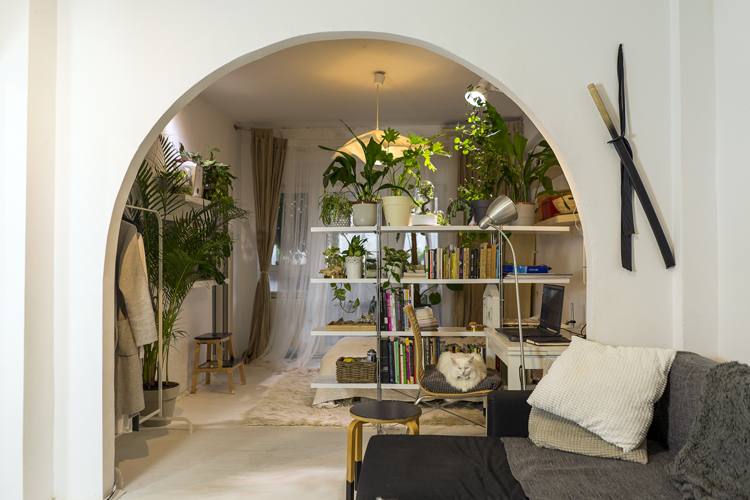 plante apartament feature