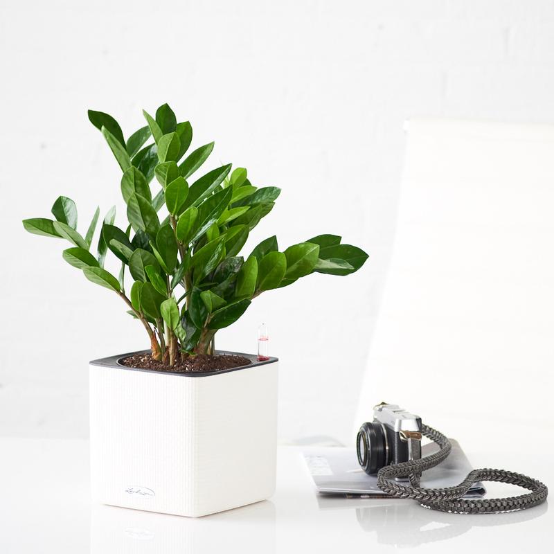 Zamioculcas-Zamiifolia-cu-ghiveci-alb-Lechuza-Cube-20