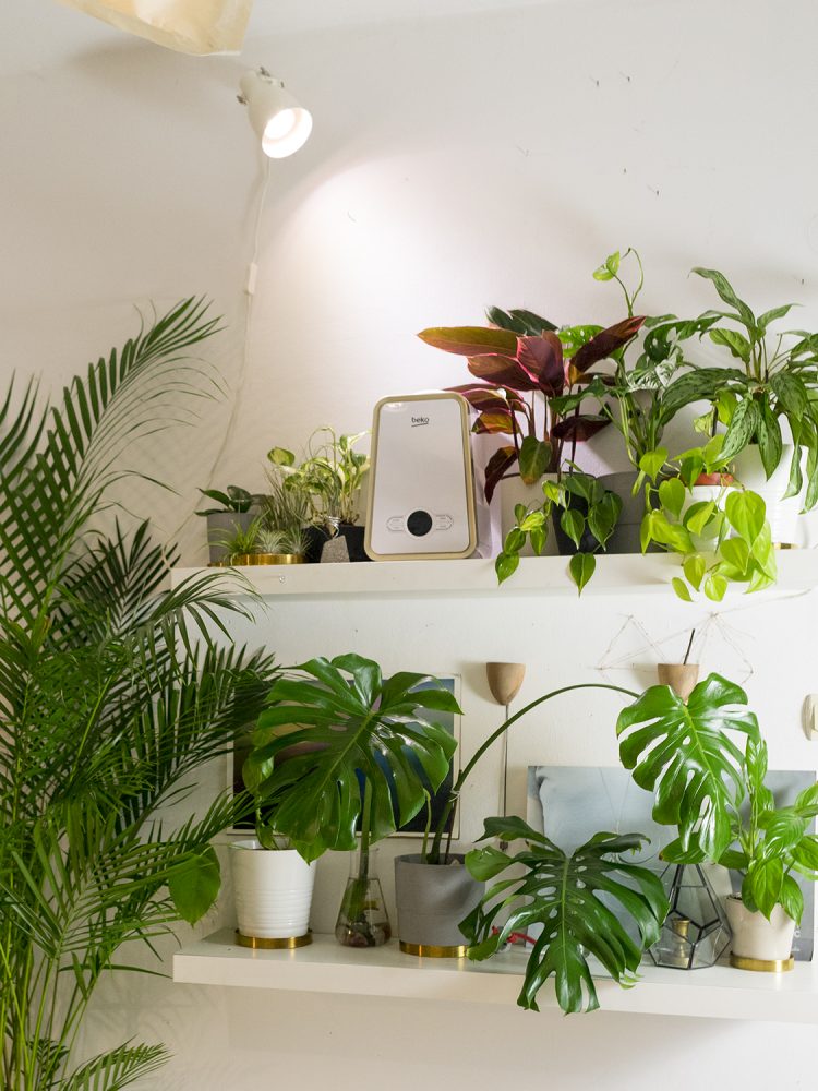 garsoniera dubla bucuresti ingrijire plante (1)