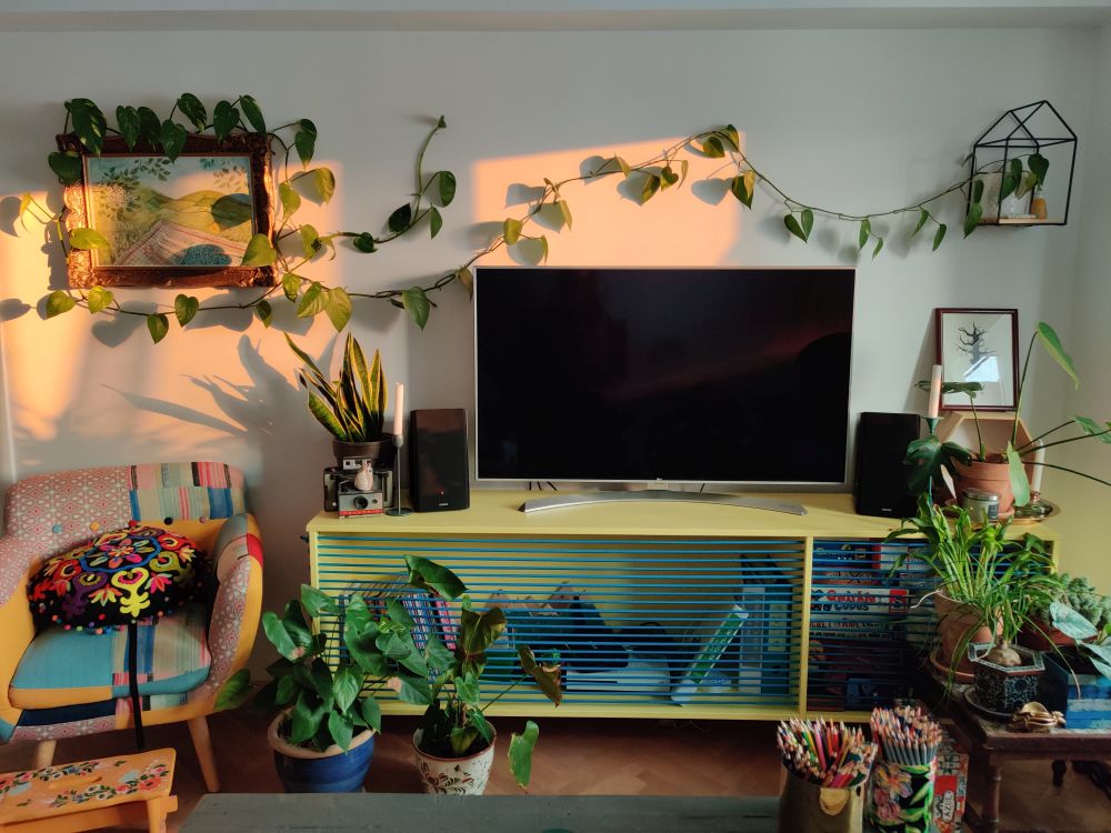multe plante de apartament