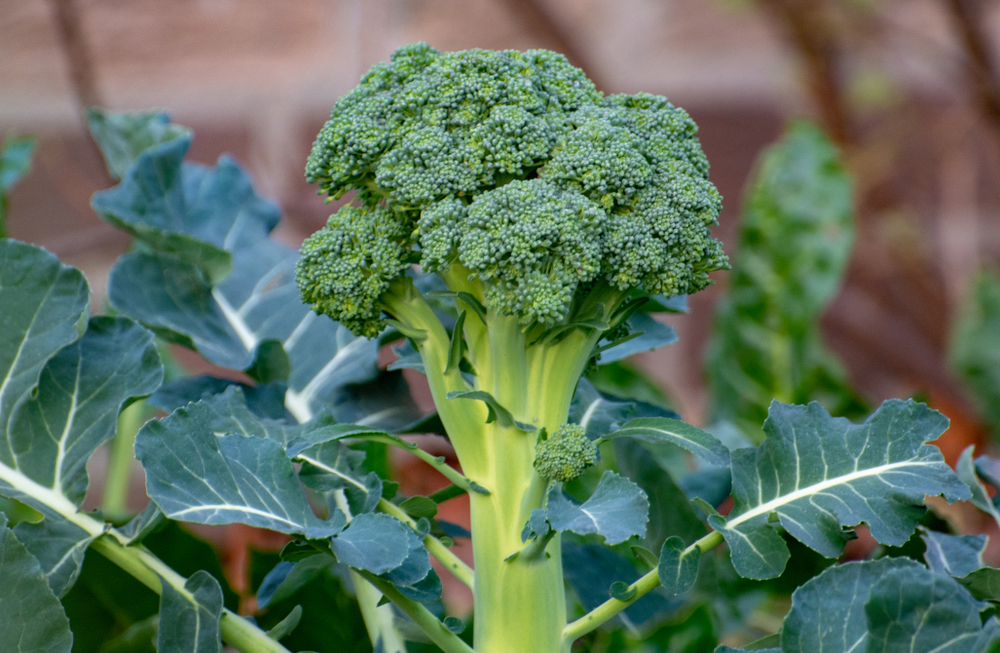 Legume broccoli