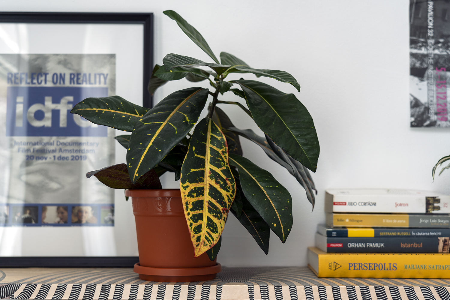 Croton