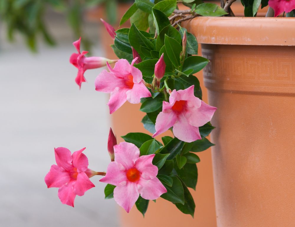 Flori cățărătoare mandevilla