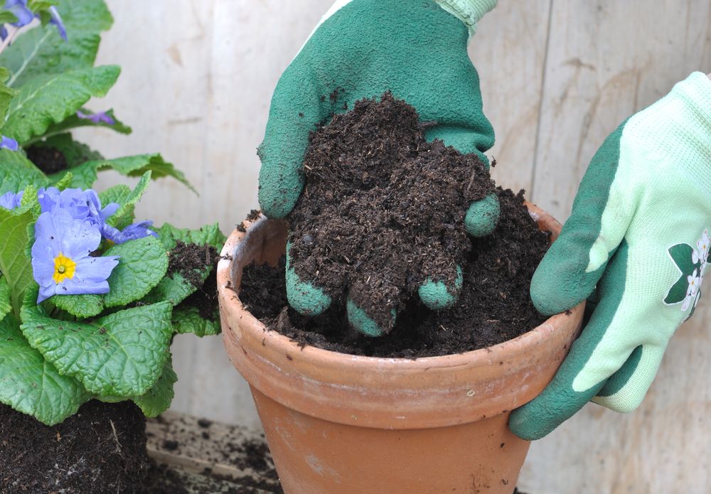 Udarea plantelor pământ de flori