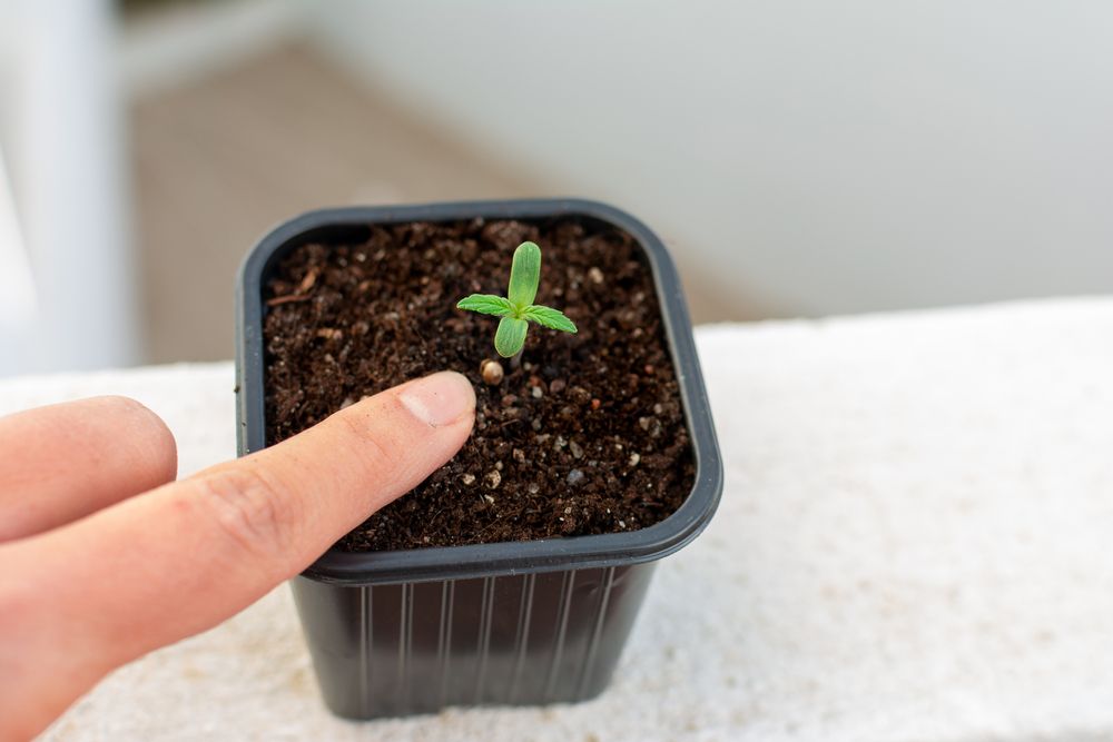 Udarea plantelor umezeală