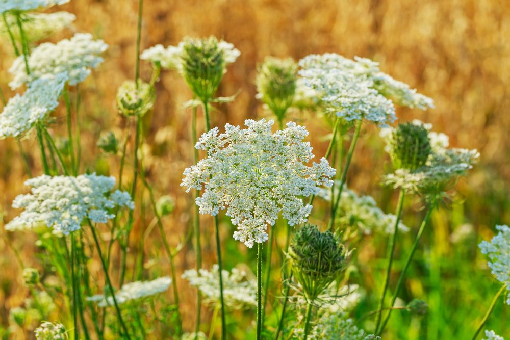 Ierburi aromatice chimen