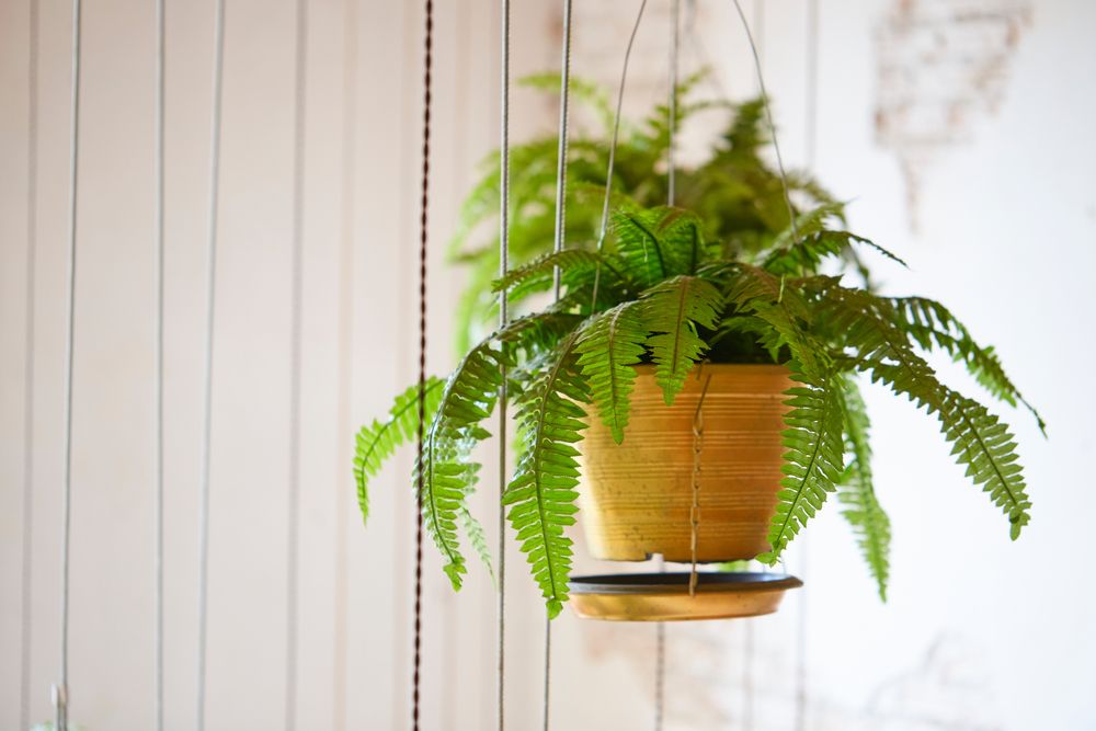 plante de apartament feriga