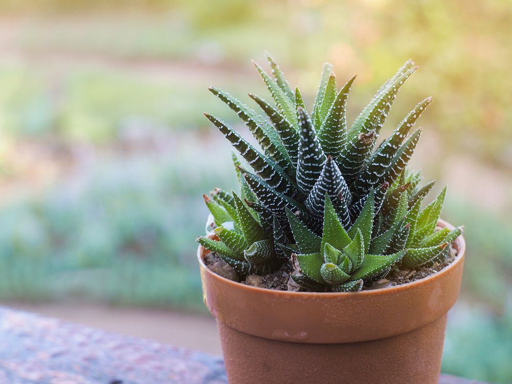 plante non toxice pisici