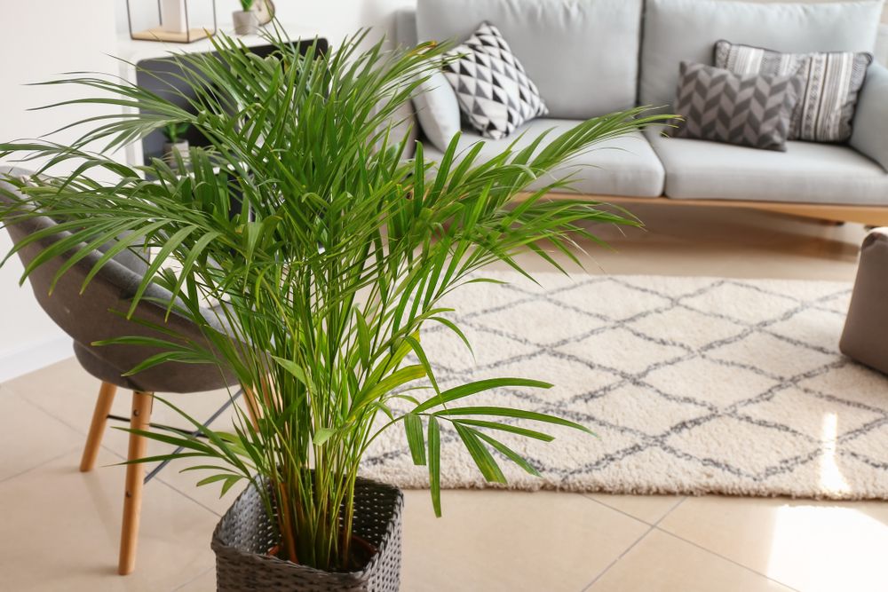 plante non toxice pisici