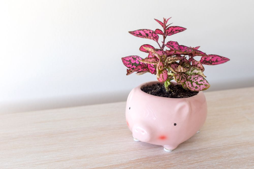 Planta polka dot sigură pentru pisici