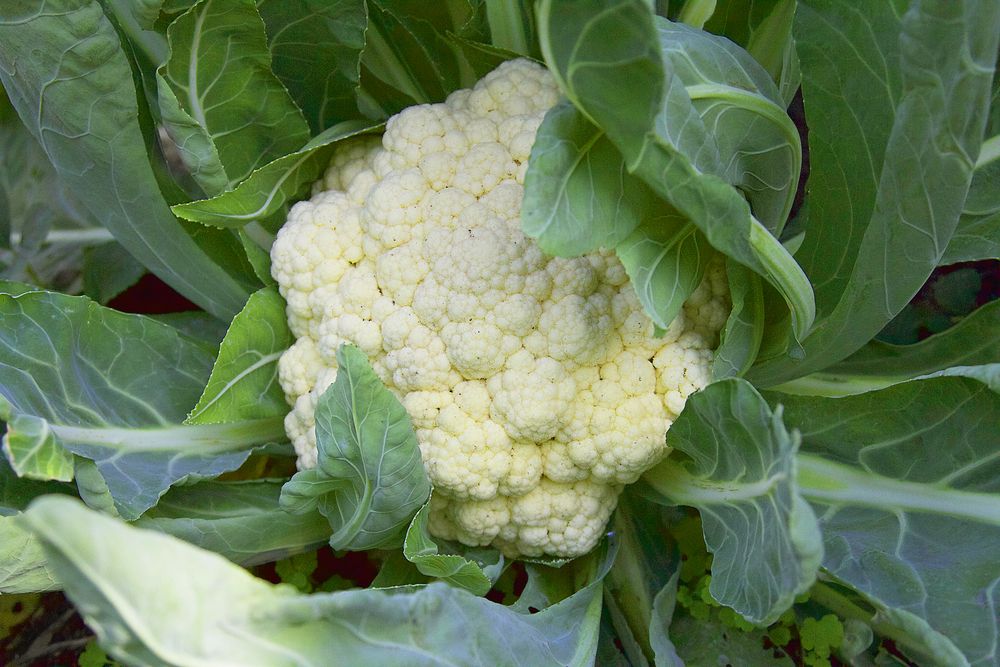 Legume pentru grădină conopida