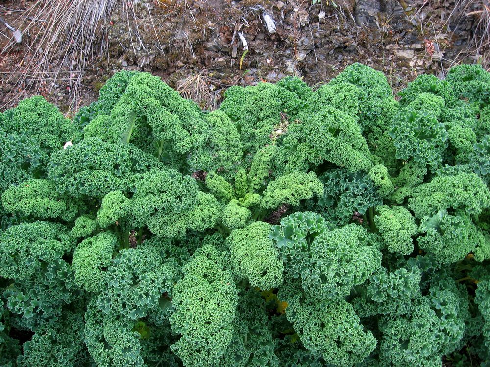 legume pentru grădină varză kale