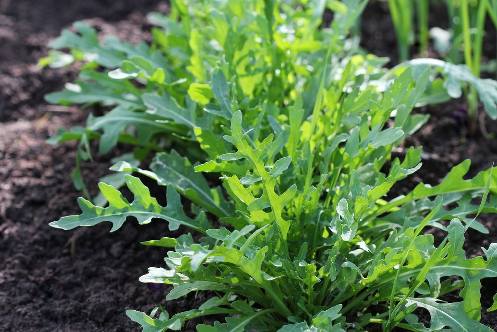 Legume pentru grădină rucola