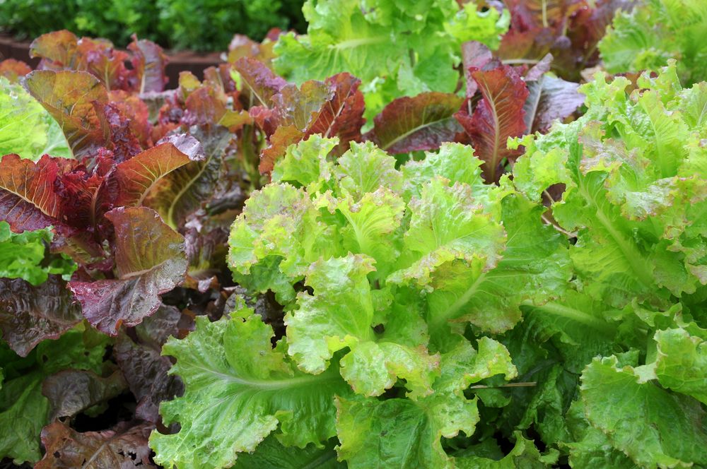 legume pentru grădină salată