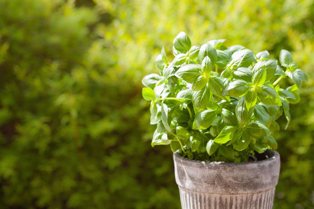 plante repelente busuioc