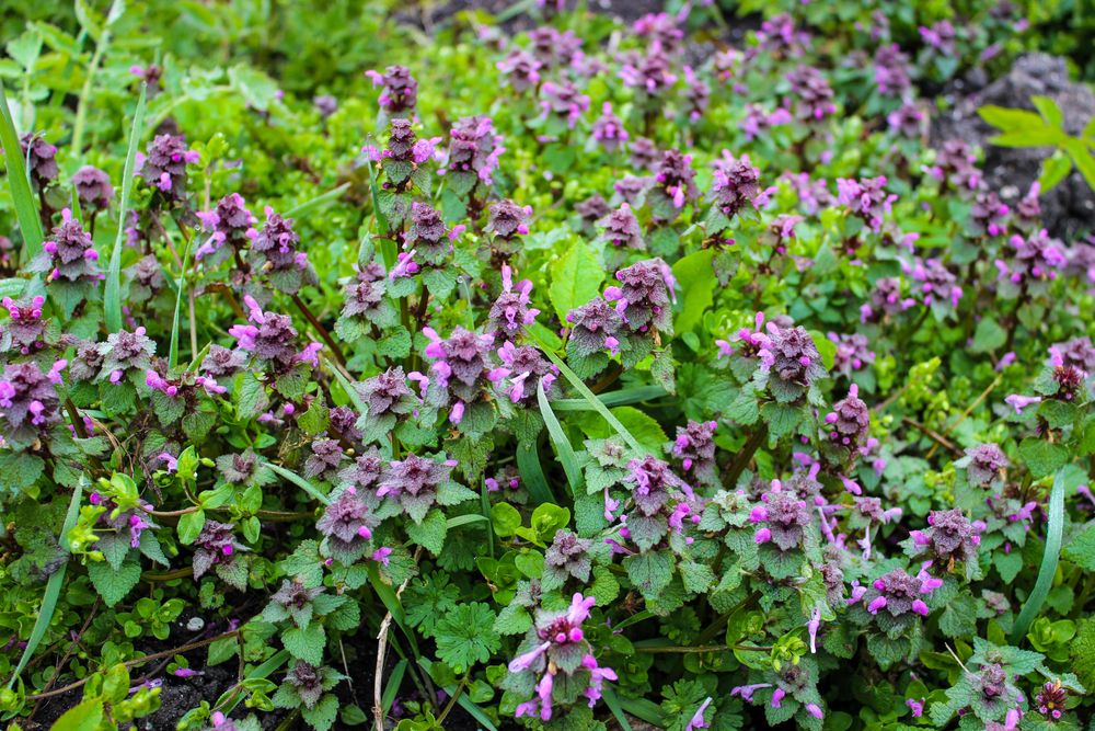 plante repelente nepeta
