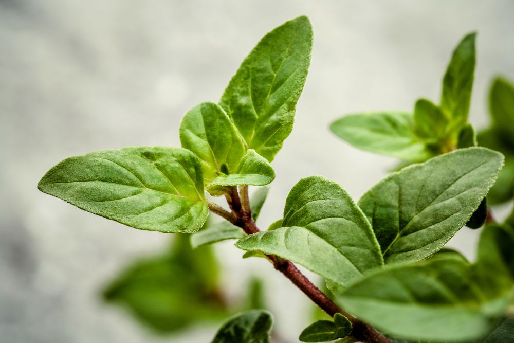 plante care alunga insectele