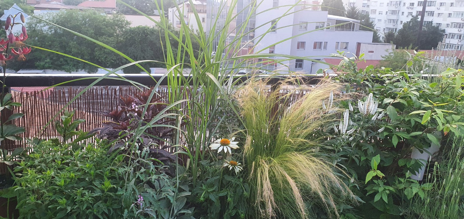 2. Plantele cu flori albe Echinacea hybrida „Pow Wow White” si Veronica spicata „First Lady