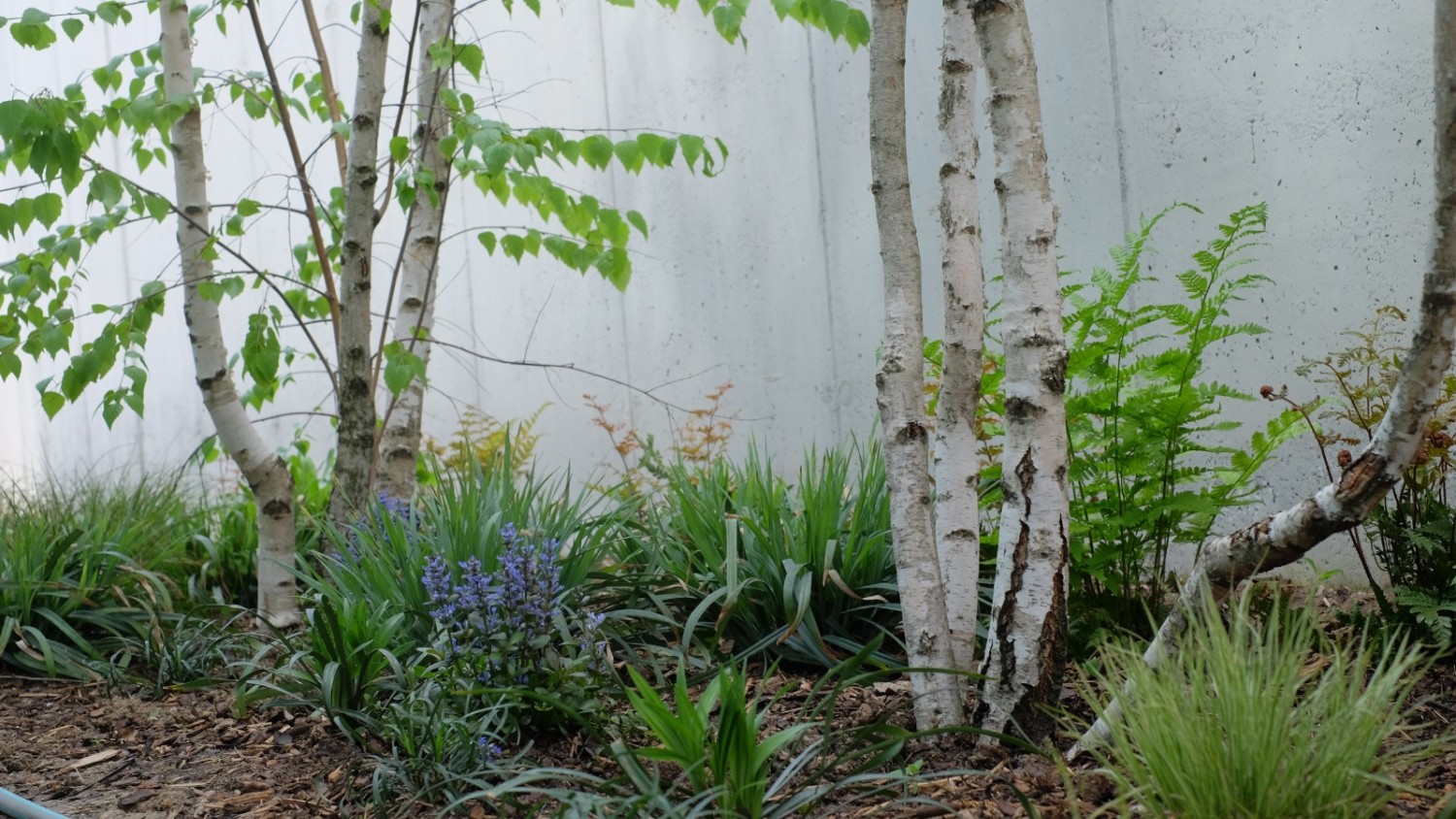 2.Mix de plante de umbra