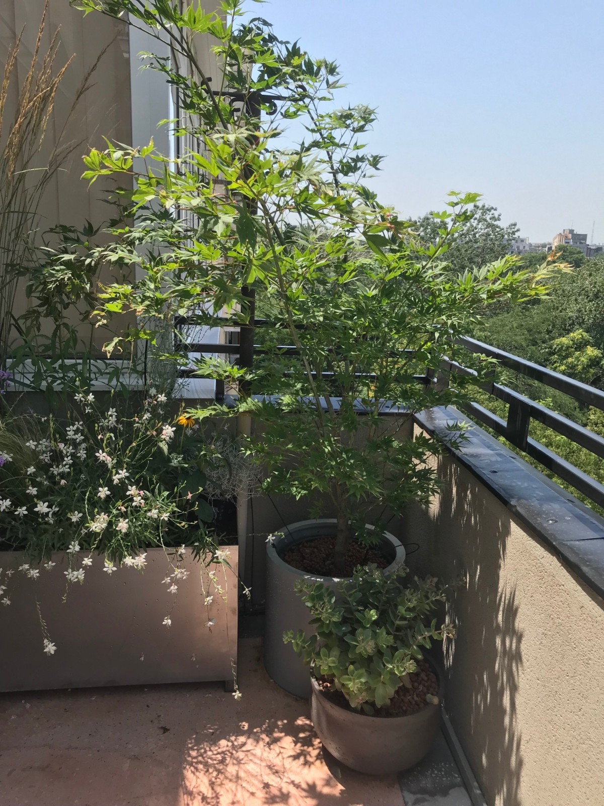 2.Planta cu flori albe din jardiniera Gaura lindheimeri