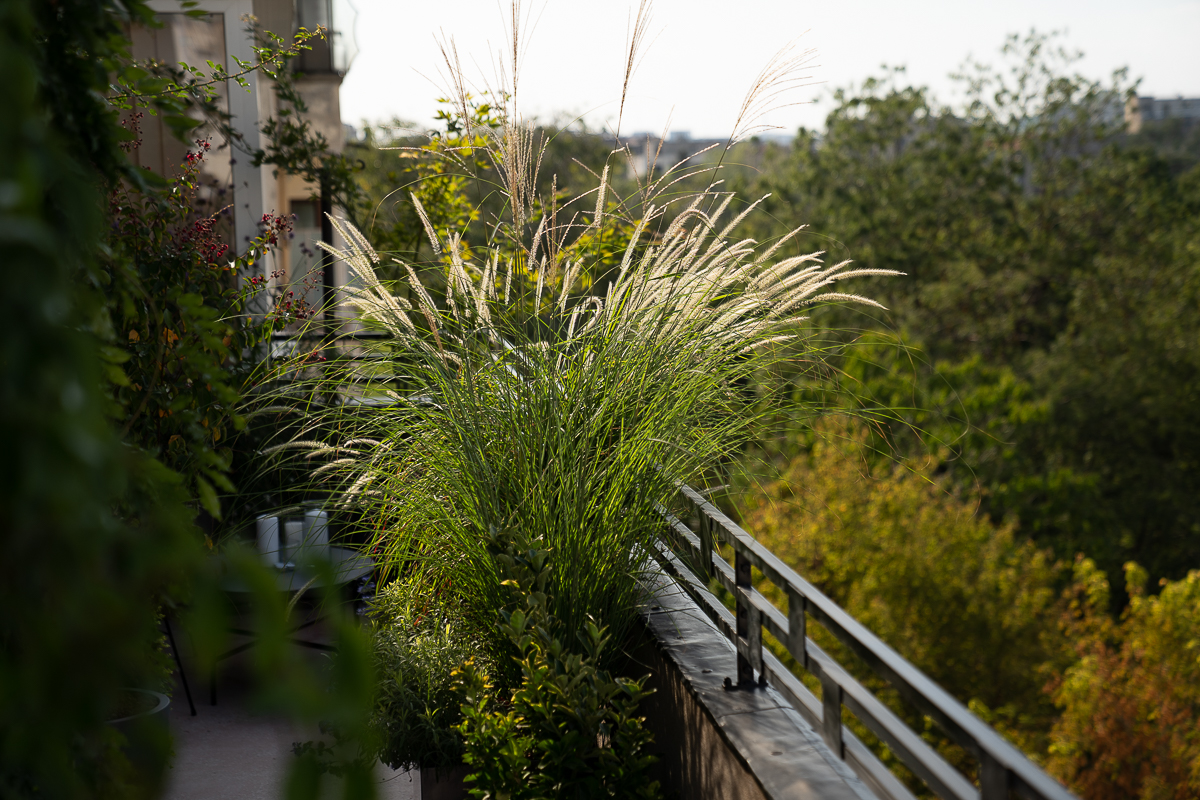 Balcon cu plante