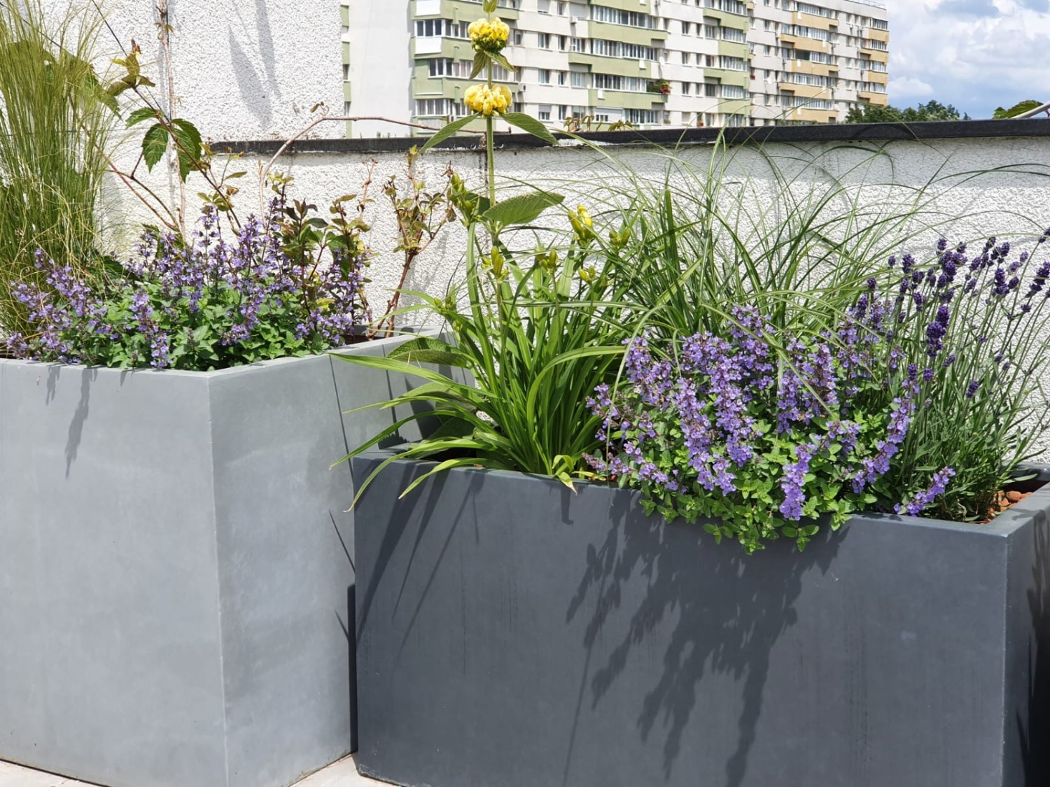 Amenajare balcon terasa cu plante - Luminița Nicorici, Primitiv Plants (23)