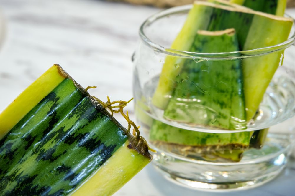 Sansevieria propagare