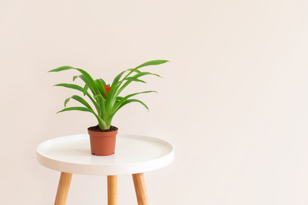 Guzmania creștere