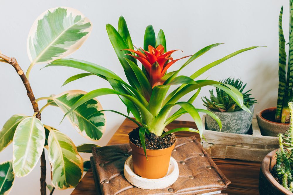 Guzmania replantare