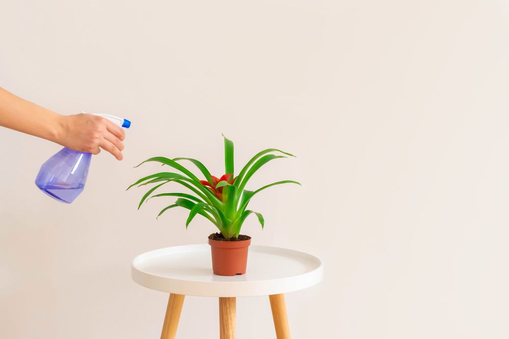 Guzmania udare