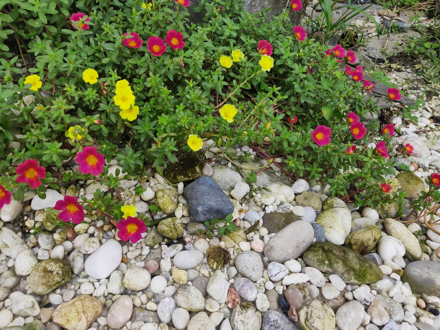 plantare portulaca