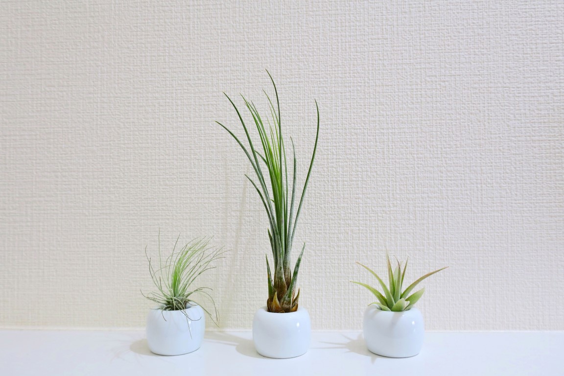 Tillandsia
