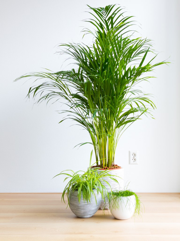 areca palm