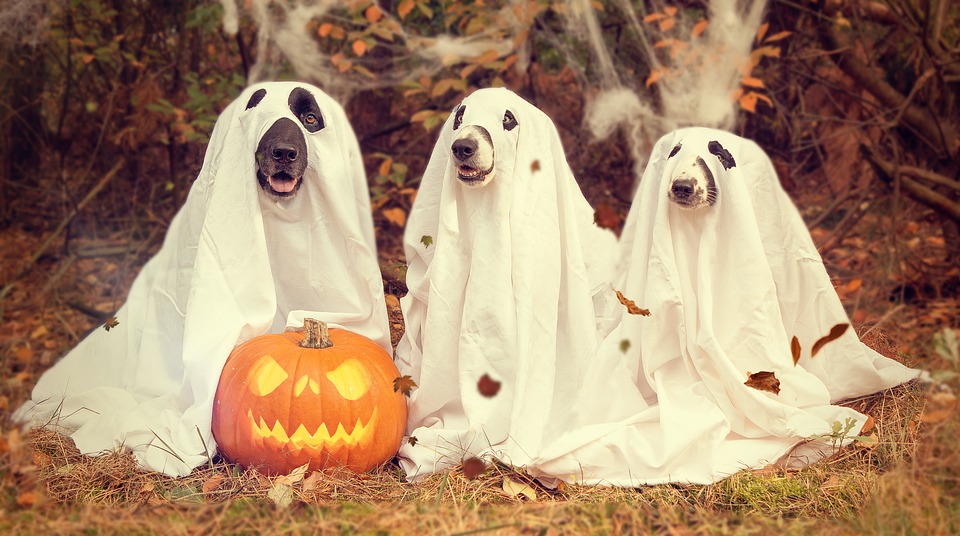 decoratiuni halloween