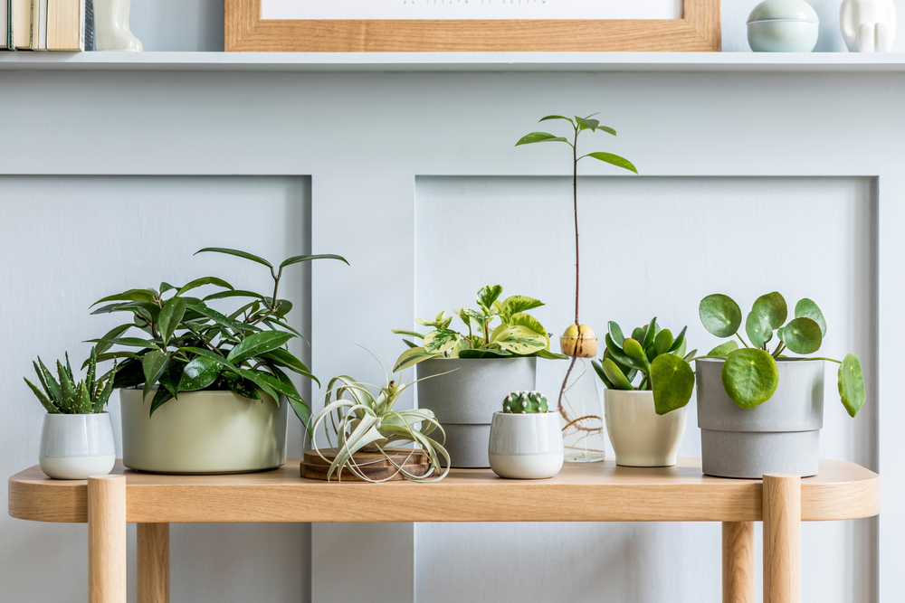 plante de apartament