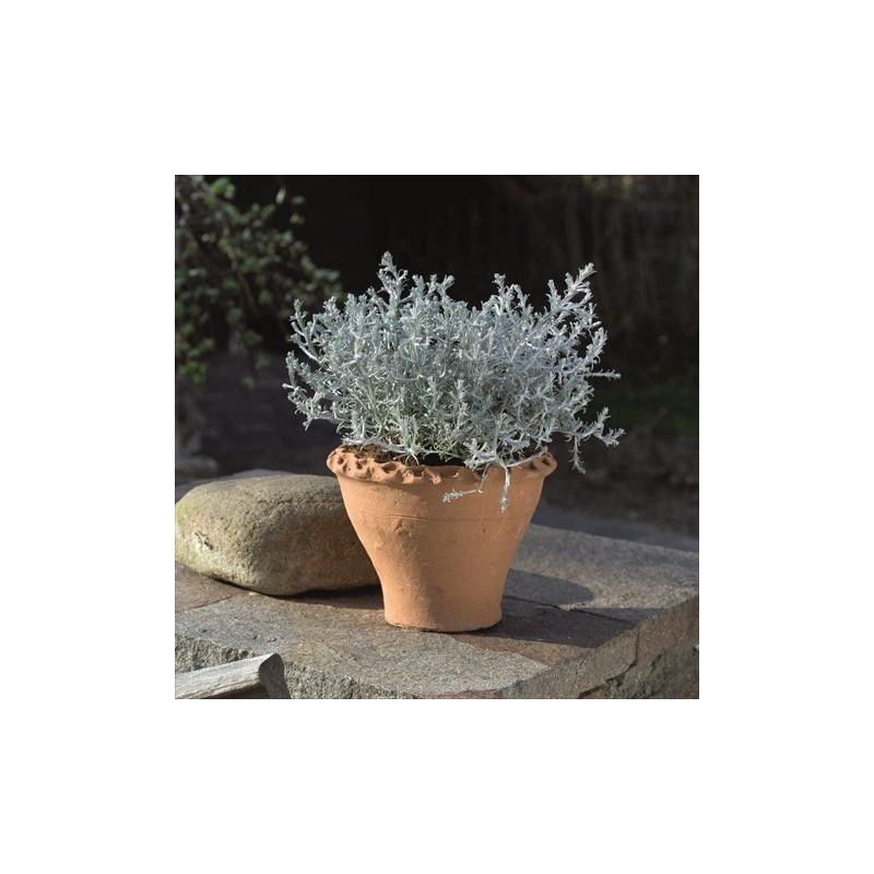 Calocephalus brownii via Plant Shop