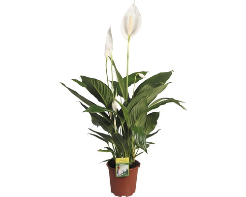Crinul pacii via Hornbach